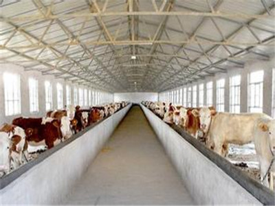 肉牛养殖场真假判断 肉牛养殖场真假判断